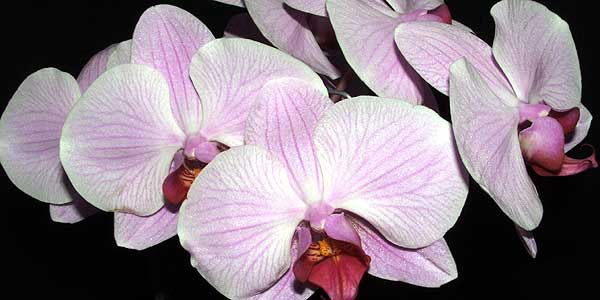 Phalaenopsis (Moth Orchids)