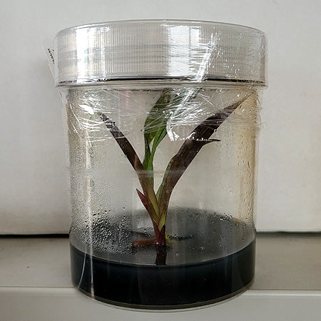 GROWING ORCHIDS FROM FLASK
