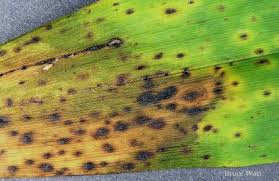 Fungal Diseases - Anthracnose