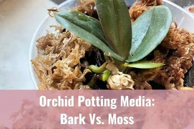 Moss Vs Bark - on Phalaenopsis – Tuckers Orchids