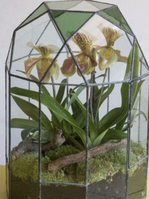 Terrariums and suitable Orchids