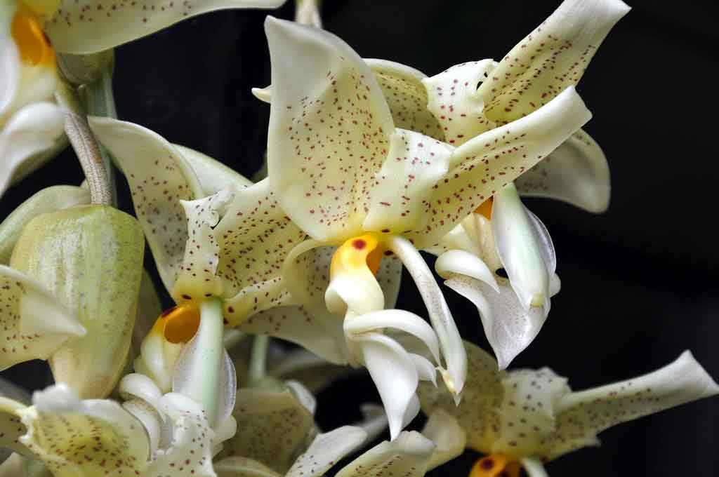 Other Genera