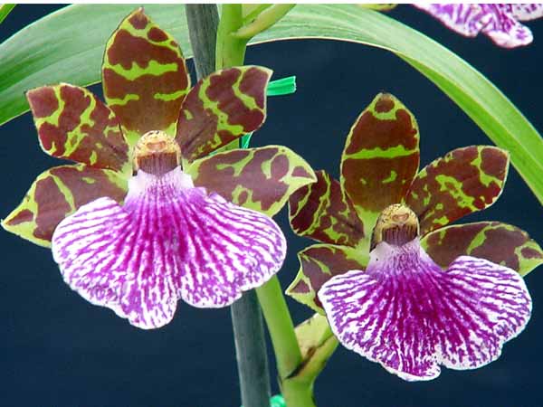 Zygopetalums