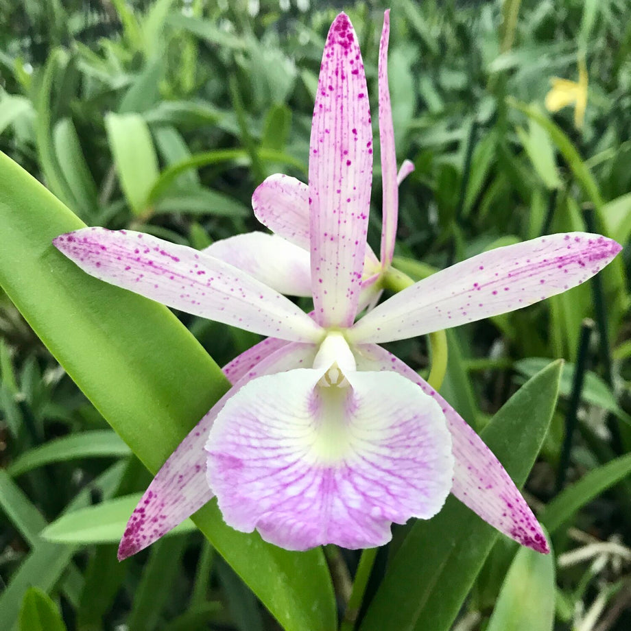 Bc.WalterAugust_C.SummerSpotxB