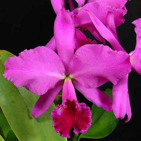 C. labiata var. rubra x Gur. bowringiana – Tuckers Orchids
