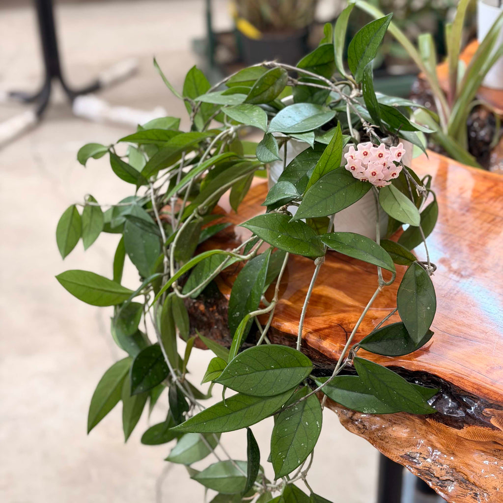 buy mature Hoya carnosa online or in nursery store 