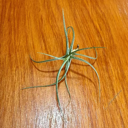 air plants new zealand Tillandsia bergeri (Airplant) – Tuckers Orchids