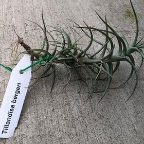 air plants nz Tillandsia bergeri (Airplant) – Tuckers Orchids