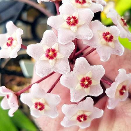 buy Hoya carnosa online or in nursery store 