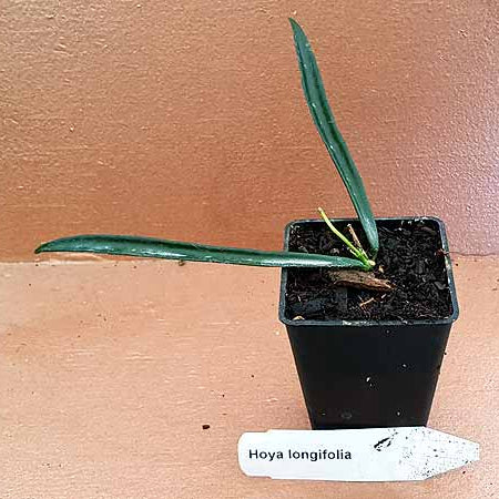 Mature hoya shepherdii in bloom. Buy online or in store from tuckersorchidnursery.co.nz