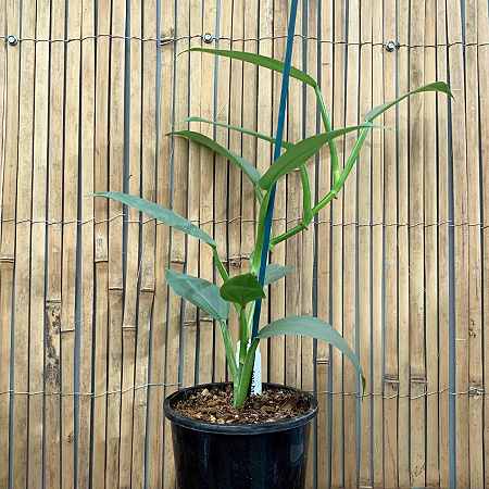 philodendron hastatum nz Philodendron hastatum (Silver Sword) – Tuckers Orchids