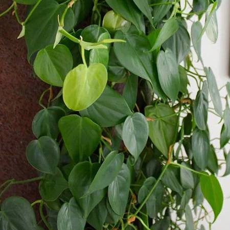 heart leaf philodendron nz Philodendron hederaceum (Heart Leaf) – Tuckers Orchids